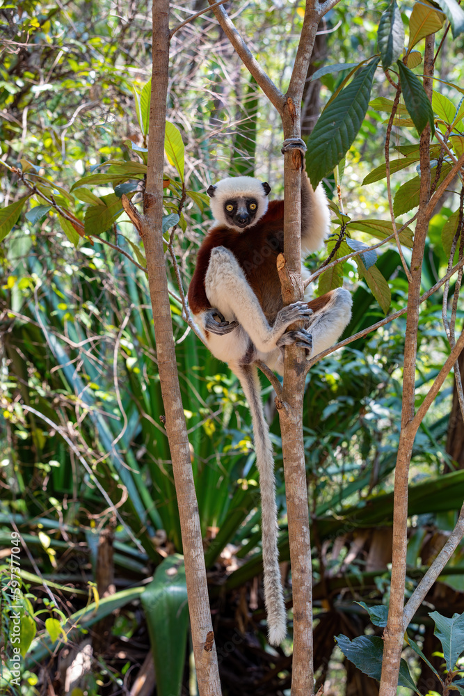 Fototapeta premium Beautiful Coquerel's sifaka lemur, (Propithecus coquereli). Endangered endemic animal sitting on tree trunk in natural habitat. Reserve Peyrieras Madagascar Exotic, Madagascar wildlife animal.