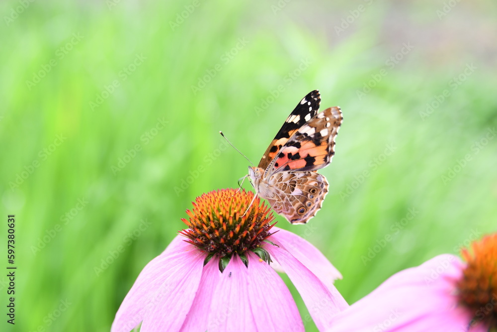 Fototapeta premium 蝶が花に止まっている