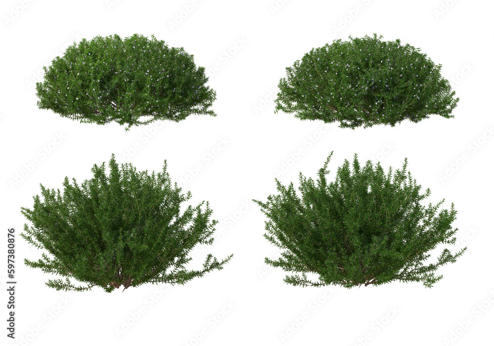 Various trees and plants on transparent background Various trees and plants on transparent background