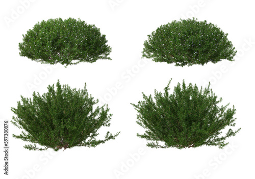 Various trees and plants on transparent background