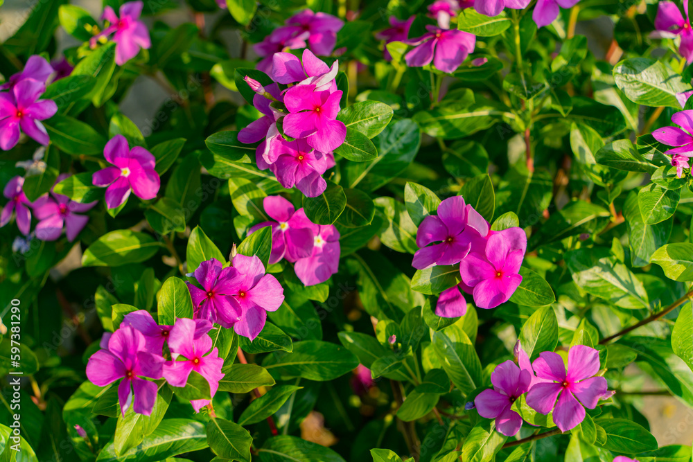 Decorative flowers. A village of artisans in Nha Trang in Vietnam. Decorative park. Decorative flowers. A village of artisans in Nha Trang in Vietnam. Decorative park.