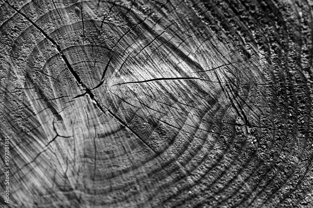 Fototapeta premium 切株モノクロ