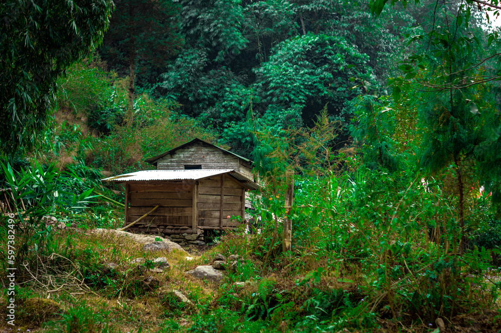 A wooden house amidst green mountain forest. Tabakoshi Mirik West Bengal India South Asia Pacific