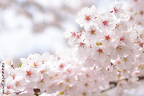 tree blossom © emiko