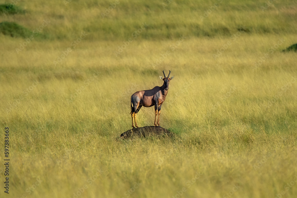 Naklejka premium deer in the grass