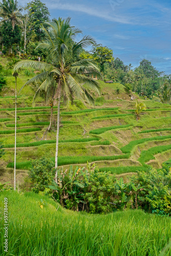 beautiful riceterrace in Bali Tegallalang