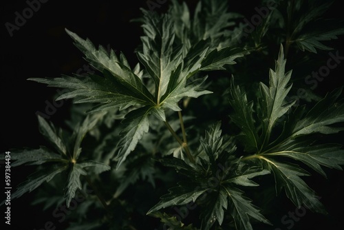 Leaves of the mugwort plant  often used in traditional medicine and herbal remedies. Generative AI