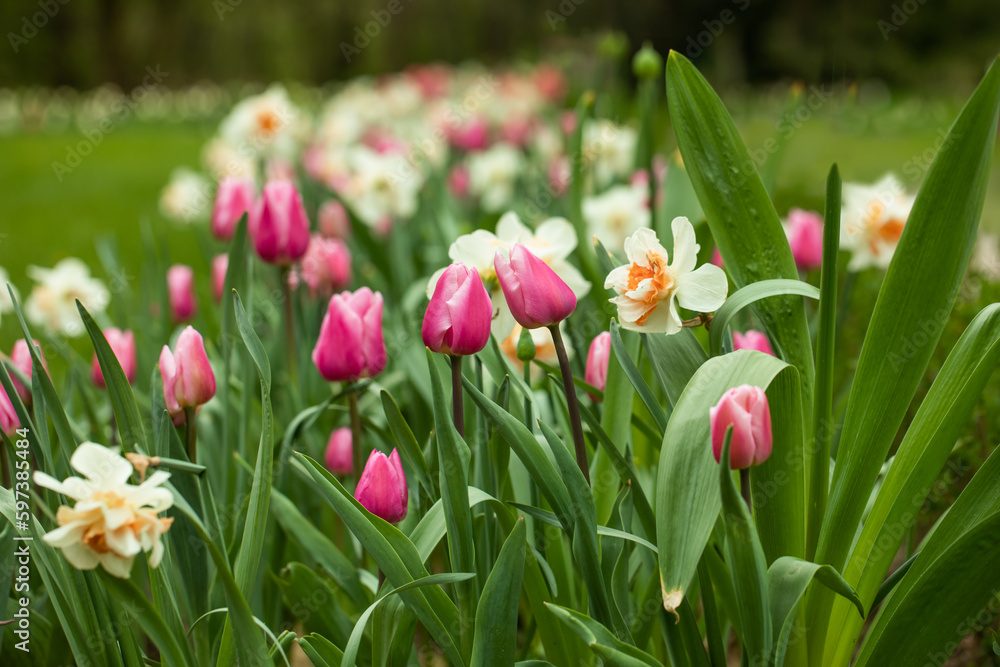 flower arrangement, narcissus and tulips, spring flowerbed