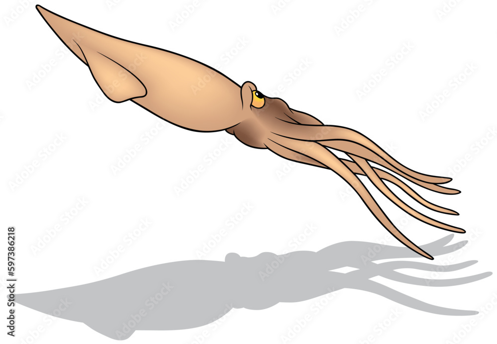 Obraz premium Floating Squid with Long Tentacles from the Side View