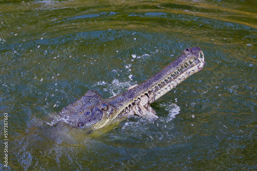 An Indian gharial or gavial or fish eating crocodile head emerging out of river water while eating it's prey. It has a long snout for catching fish and other prey.