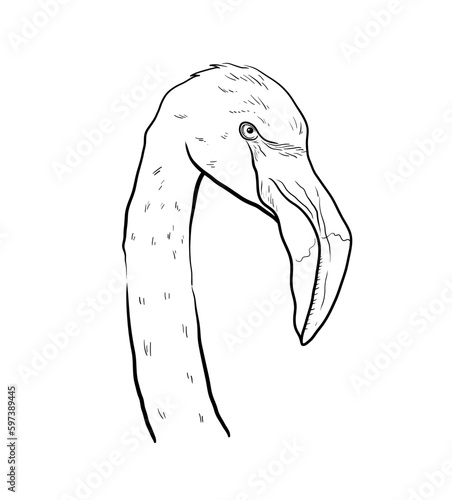 Flamingo head, close up vector illustration of a flamingo bird face in black and white, isolated on abstract background