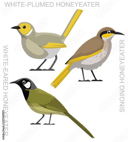 Cute Bird Honeyeater Set Cartoon Vector