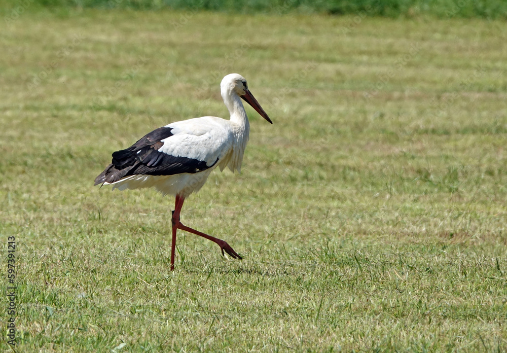 Fototapeta premium Storch auf einer Wiese