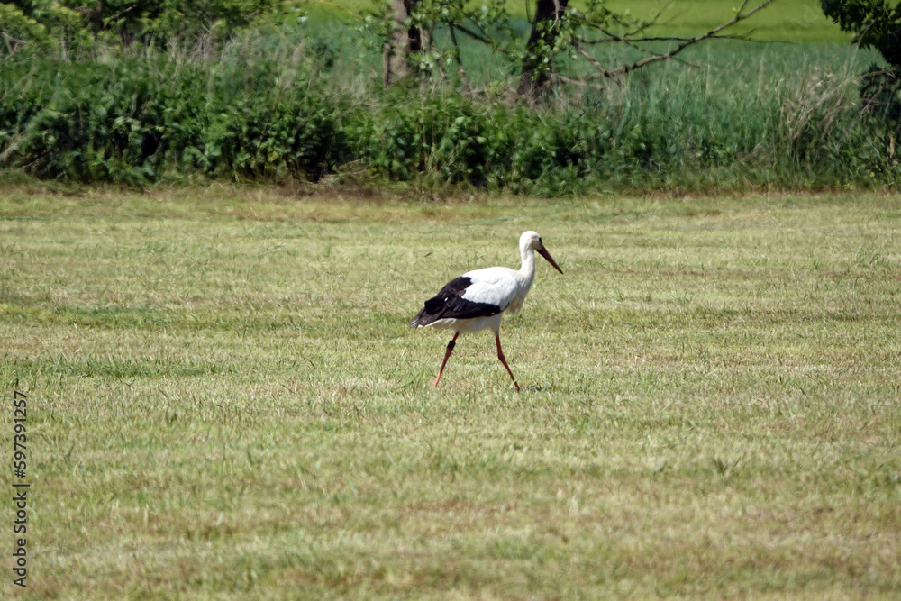 Storch auf einer Wiese Storch auf einer Wiese