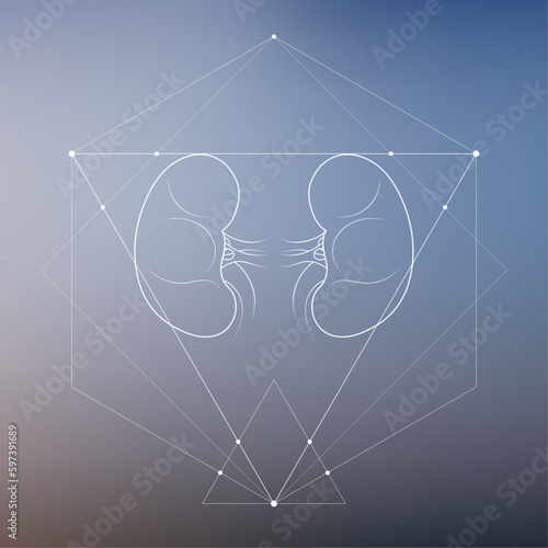 Minimal kidneys and renal system illustration on gradient. Human kidney anatomy. Futuristic medical scientific vector clipart.