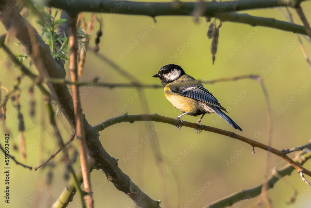 Obraz premium Great Tit perched on a tree branch