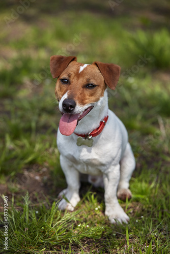 Jack Russell terrier dog sitting in green park and heavy breathing with pink tongue sticking out. Cute and active puppy