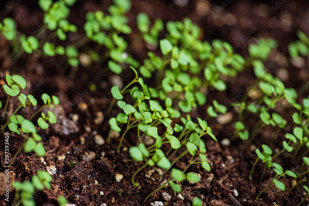Home gardening. Growing organic products yourself. Home gardening. Growing organic products yourself.