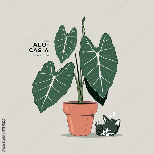 alocasia plant illustration background