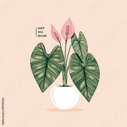 beautiful anthurium plant illustration background