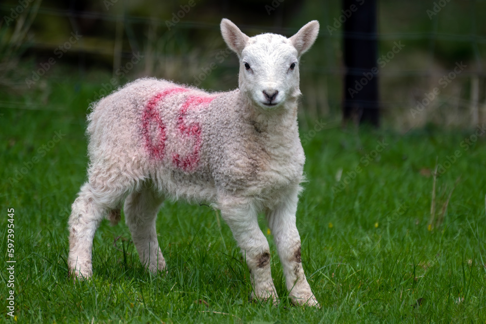 Lamb Lamb