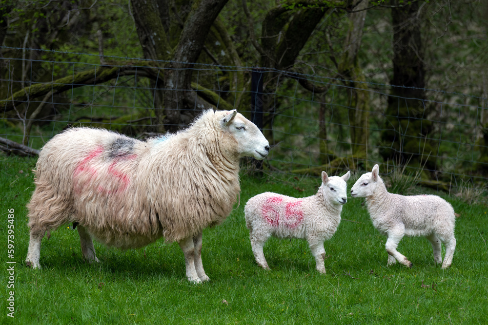Obraz premium Lamb