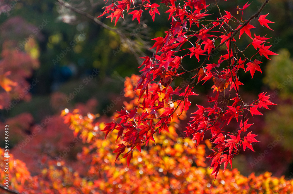 Autumn red maple leaves on dark background Autumn red maple leaves on dark background