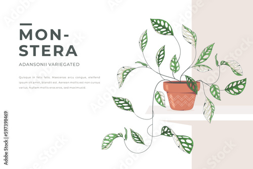 beautiful monstera adansonii in a flower pot background