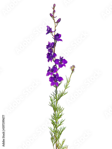 Purple flower of oriental knight spur plant isolated on white  Consolida orientalis 