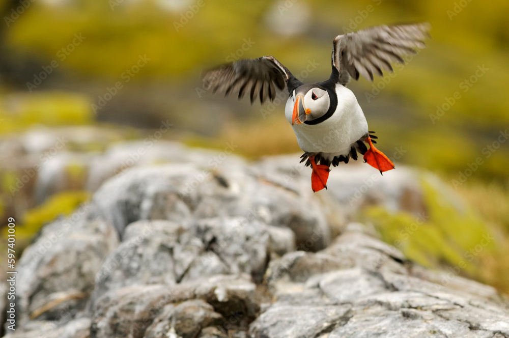 Fototapeta premium Atlantic puffin (Fratercula arctica)