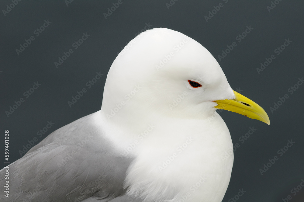 Black-legged kittiwake (Rissa tridactyla) Black-legged kittiwake (Rissa tridactyla)