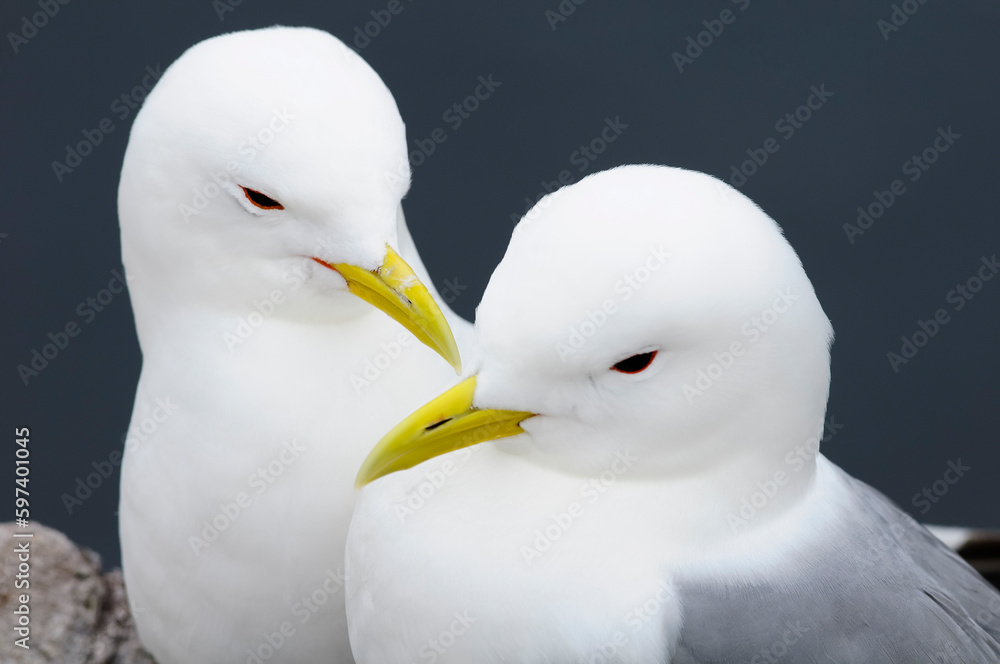 Black-legged kittiwake (Rissa tridactyla)