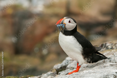 Atlantic puffin  Fratercula arctica 