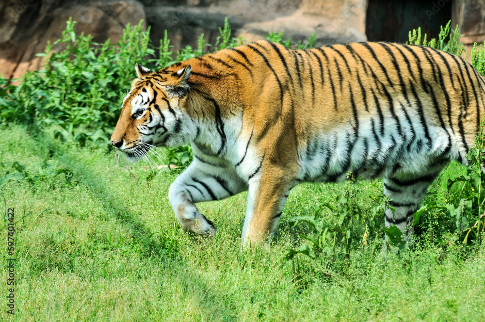 Tiger on the lawn, photographed at the Ecological Zoo in Changsha, China Tiger on the lawn, photographed at the Ecological Zoo in Changsha, China