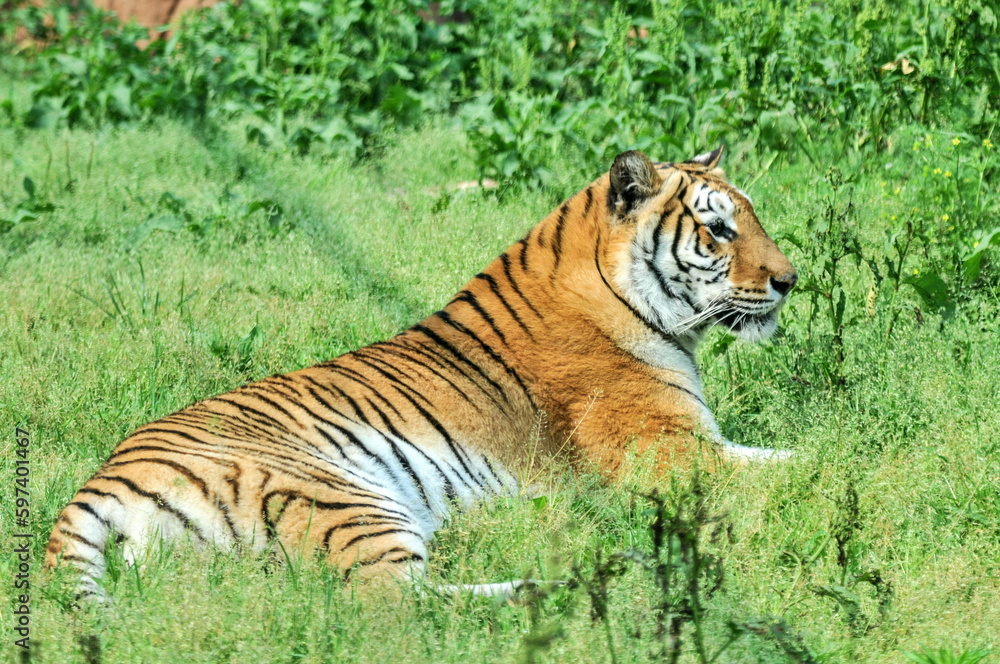 Tiger on the lawn, photographed at the Ecological Zoo in Changsha, China Tiger on the lawn, photographed at the Ecological Zoo in Changsha, China