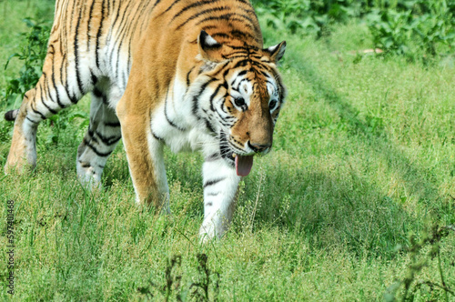 Tiger on the lawn  photographed at the Ecological Zoo in Changsha  China