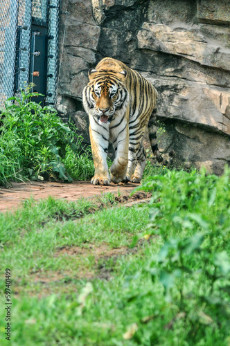 Tiger on the lawn, photographed at the Ecological Zoo in Changsha, China