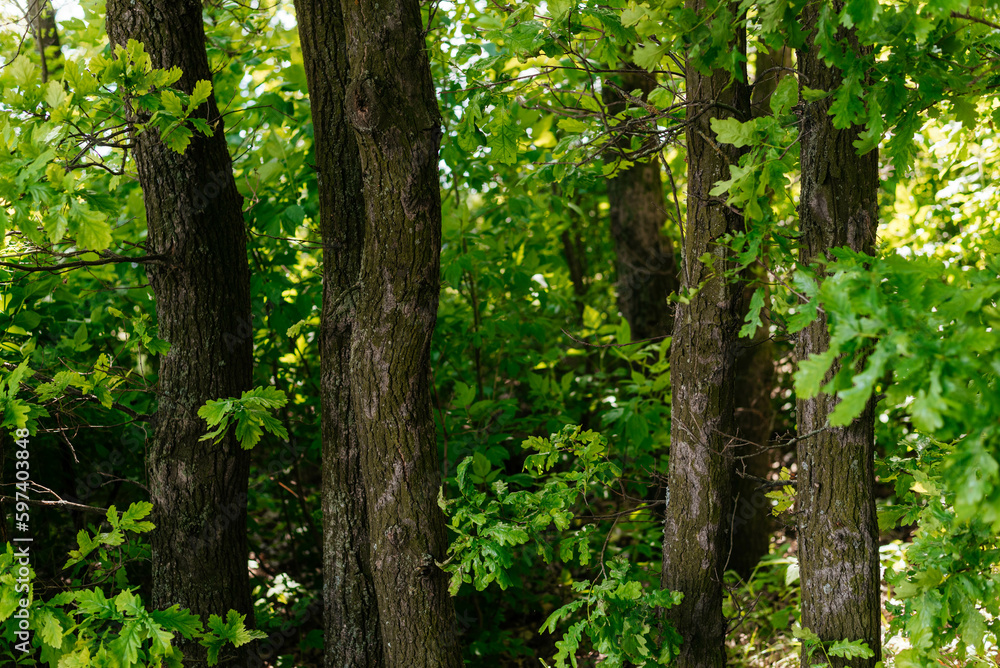 Naklejka premium Trunks of young oaks in the forest.