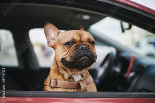 Adorable young dog looking in camera out of a car. Portrait of cute brown French bulldog watching from a vehicle window photo