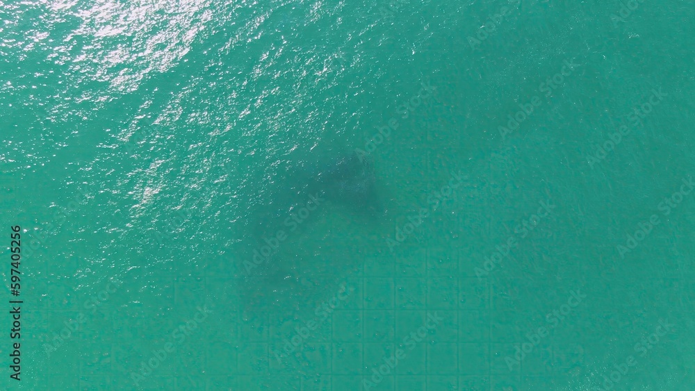 BUZZARDS BEACH EAST CAPE BCS MEXICO2023 An Aerial View Of A Shark