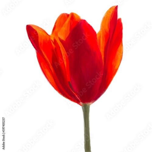 The wonderful tulip  Flower painting