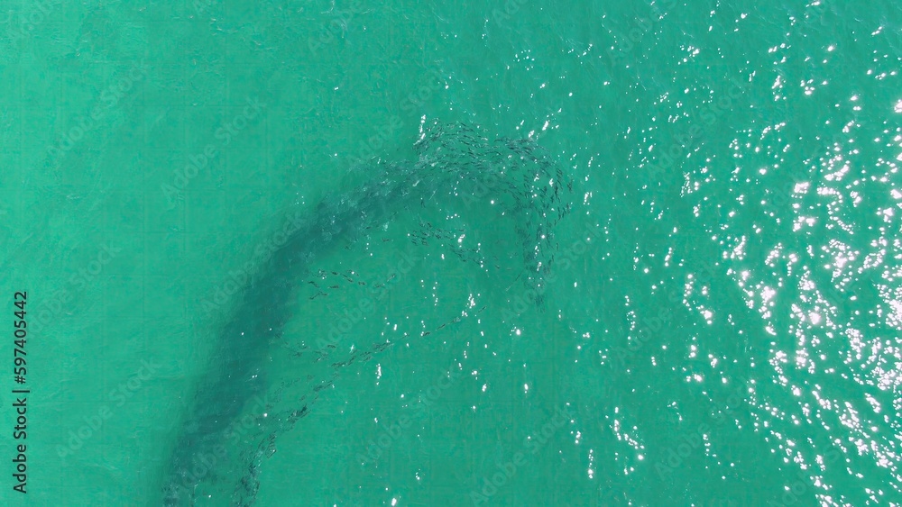 BUZZARDS BEACH EAST CAPE BCS MEXICO2023 An Aerial View Of A Shark