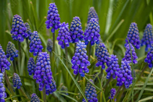 Muscari Armeniacum. small blue spring flowers