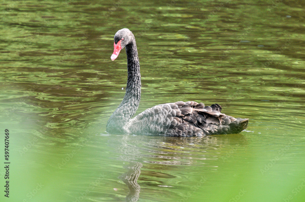 Fototapeta premium Adult swans in a pond, photographed at the Ecological Zoo in Changsha, China