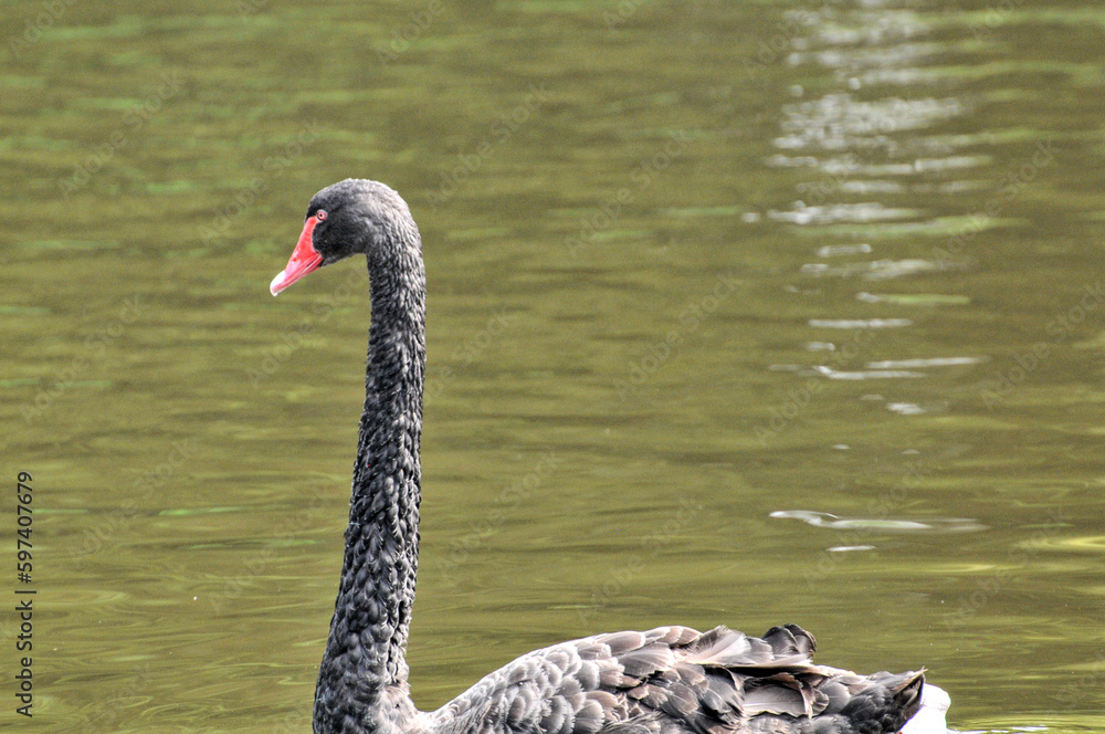 Fototapeta premium Adult swans in a pond, photographed at the Ecological Zoo in Changsha, China