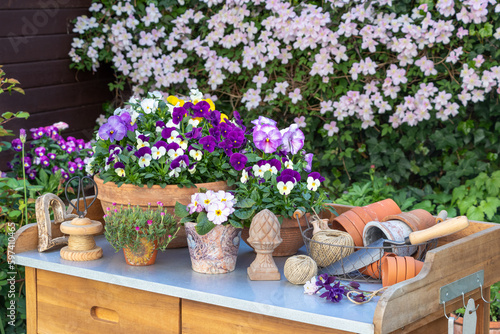 Gartenszene im Frühling mit lila Hornveilchen in Tontöpfen auf dem Gartentisch 