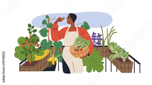 Person growing vegetables in pots at house balcony, terrace. Man picking healthy organic eco home grown harvest, fresh food plants. Flat graphic vector illustration isolated on white background