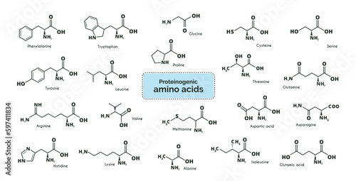 Amino acids. Chemical formulas for alanine, valine, isoleucine, proline, serine, threonine, methionine, asparagic acid, asparagine, glutamic acid, glutimin, lysine, histidine, tryptophan. vector