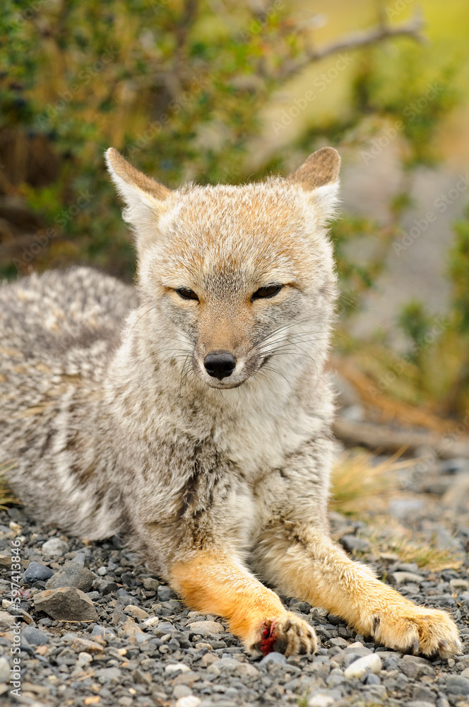 Gray fox (Urocyon cinereoargenteus) portrait Gray fox (Urocyon cinereoargenteus) portrait