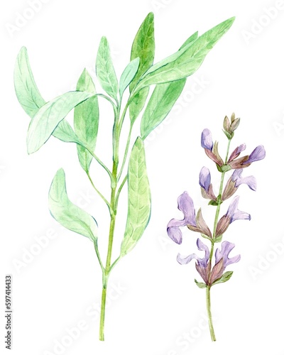 Sage herb. Watercolor illustration. Hand drawn salvia plant. Realistic botanical organic sage plant. Natural salvia bunch with flowers and green leaves. Medical health herb. White background